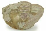 Bargain, Enrolled Asaphus Trilobite - Russia #363107-1